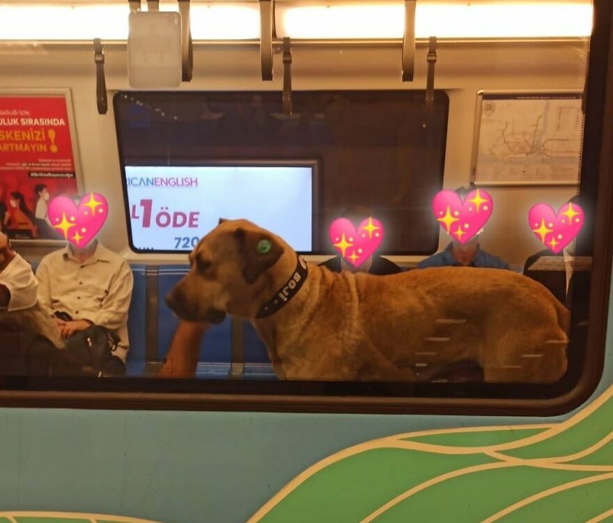 People Saw This Dog Using Public Transport In Istanbul, So Authorities Put A Tracker On Him - Turns Out He Travels Over 30 Kilometers A Day People Saw This Dog Using Public Transport In Istanbul, So Authorities Put A Tracker On Him - Turns Out He Travels Over 30 Kilometers A Day