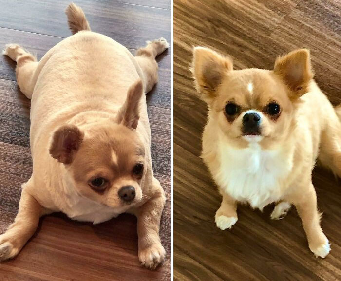 I Got Darling Belle About Two Months Ago (On The Left) And Immediately Put Her On A Diet. Show Her Some Love As She Continues Her Dechonkin’ Journey!