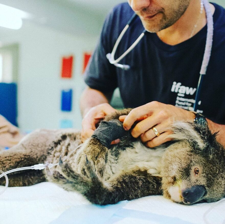 This Heroic Dog Saved Over 100 Koalas During The Australian Bushfires