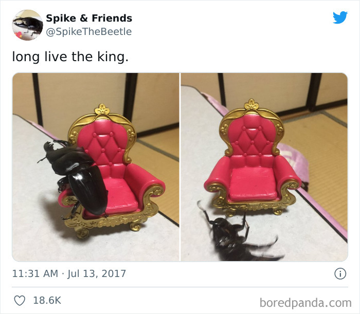 The King Has Fallen