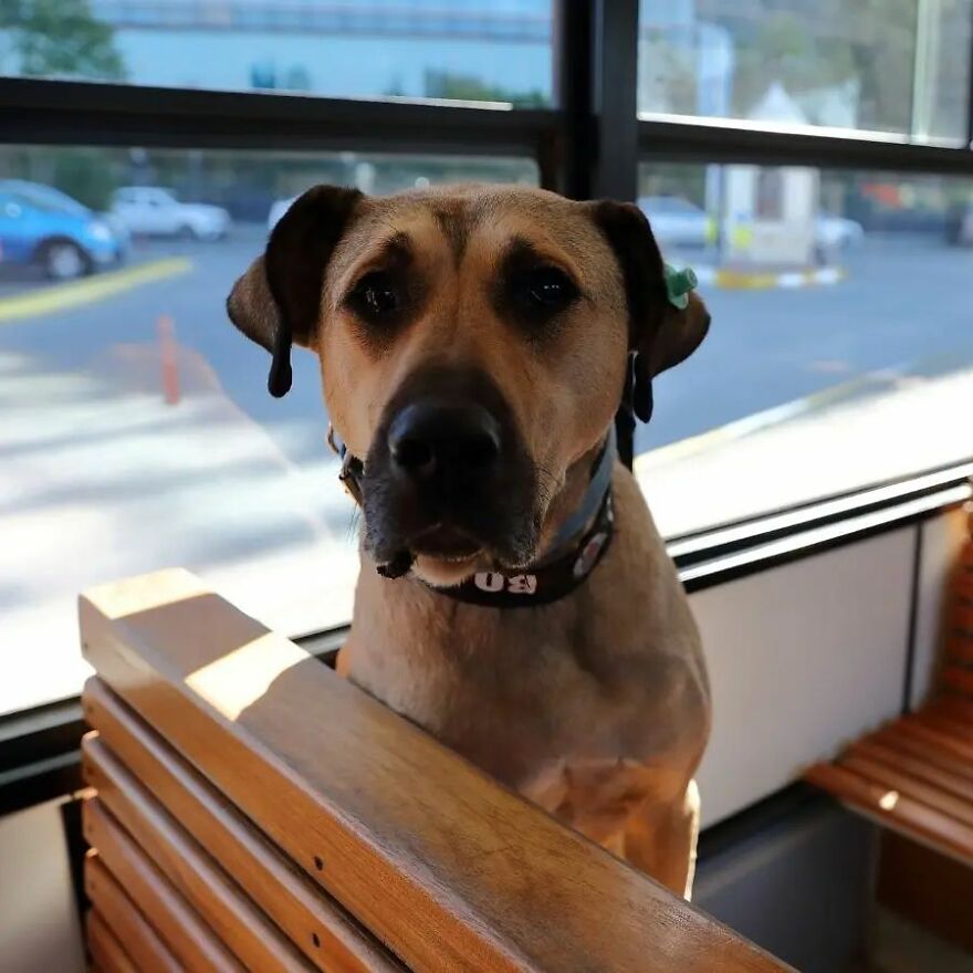People Saw This Dog Using Public Transport In Istanbul, So Authorities Put A Tracker On Him - Turns Out He Travels Over 30 Kilometers A Day People Saw This Dog Using Public Transport In Istanbul, So Authorities Put A Tracker On Him - Turns Out He Travels Over 30 Kilometers A Day