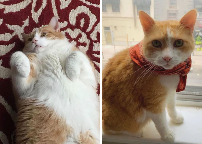 My Cat Was 23lbs When We Adopted Him, Today He’s 12lbs And No Longer Diabetic!