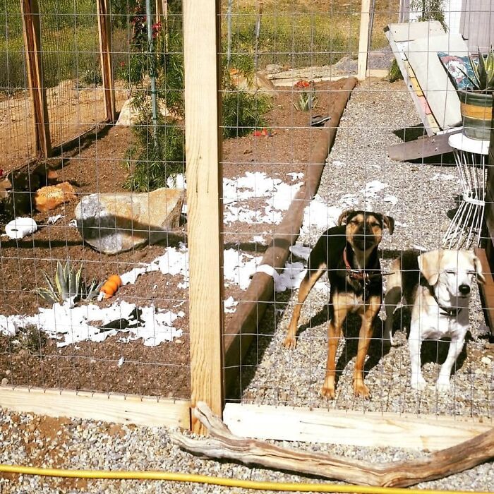 That Time These Two Toilet Papered The Yard!