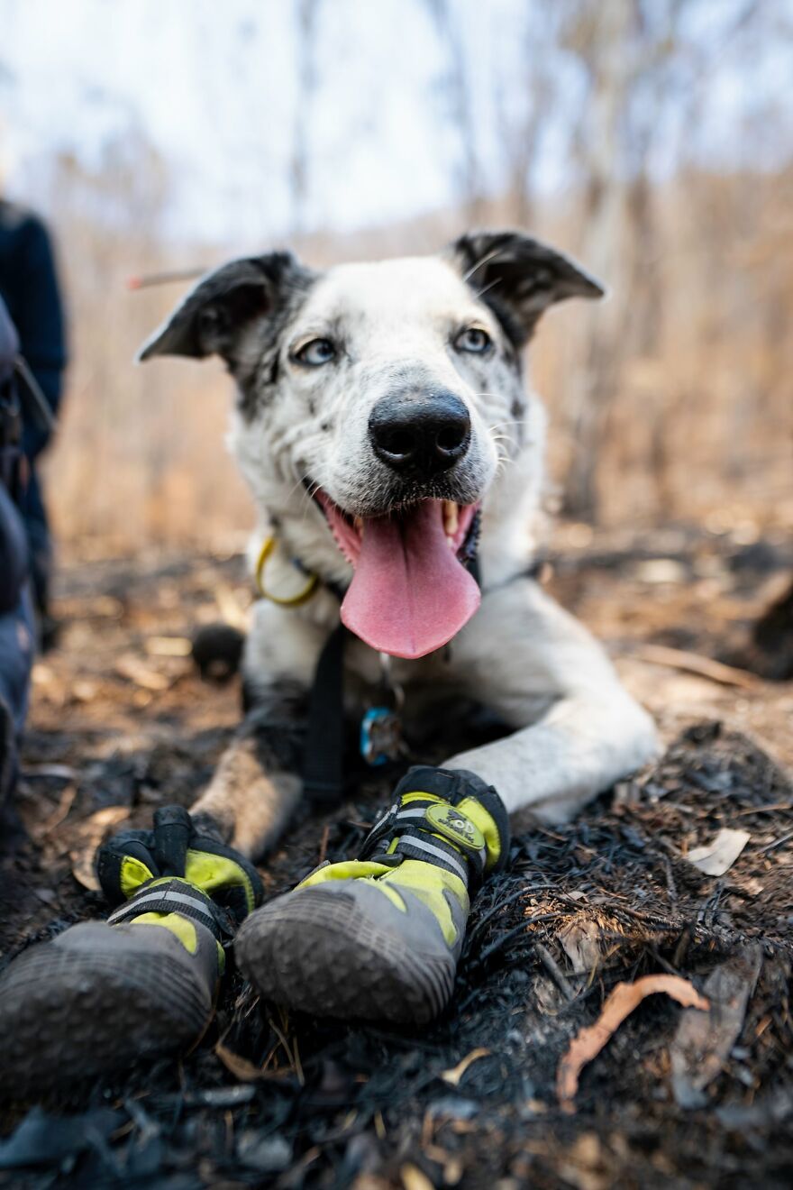 Dog Received An Award Of Honor For Saving Over 100 Koalas During The Bushfires Dog Received An Award Of Honor For Saving Over 100 Koalas During The Bushfires
