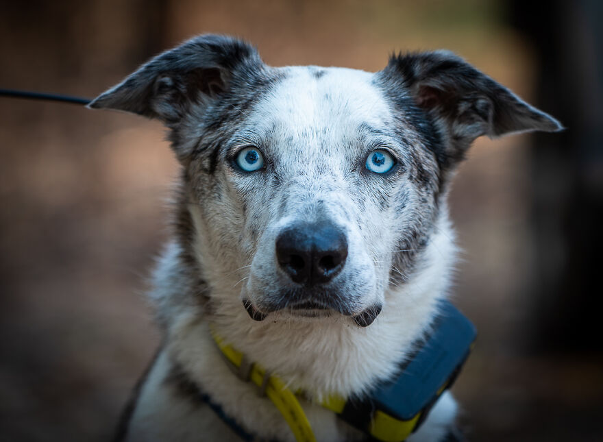 Dog Received An Award Of Honor For Saving Over 100 Koalas During The Bushfires Dog Received An Award Of Honor For Saving Over 100 Koalas During The Bushfires