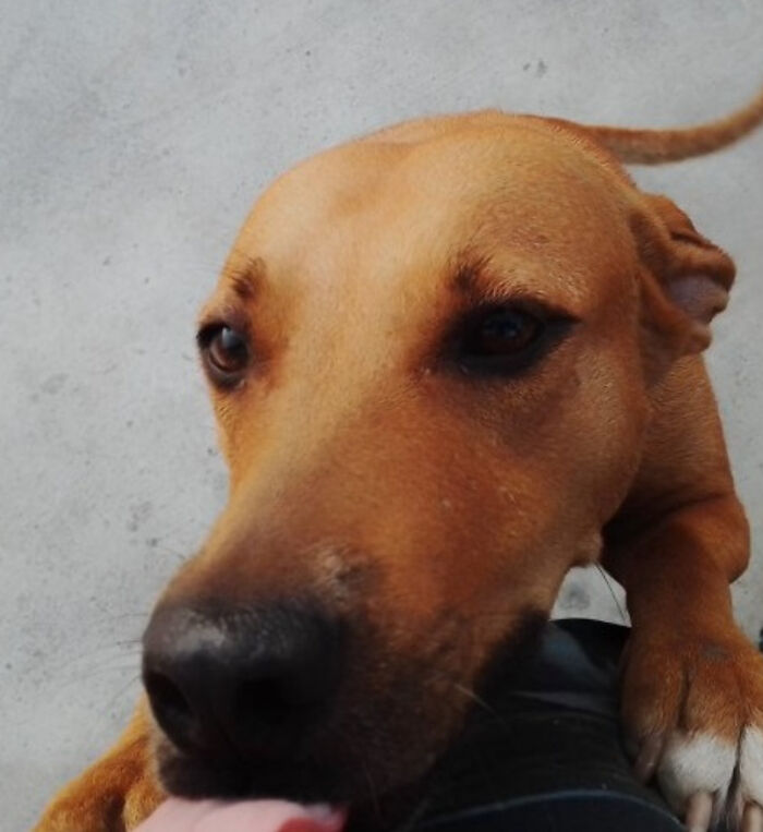 Man Rescued A Dog That Bit Him And His Story Went Viral Man Rescued A Dog That Bit Him And His Story Went Viral