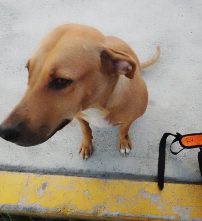 Man Rescued A Dog That Bit Him And His Story Went Viral Man Rescued A Dog That Bit Him And His Story Went Viral