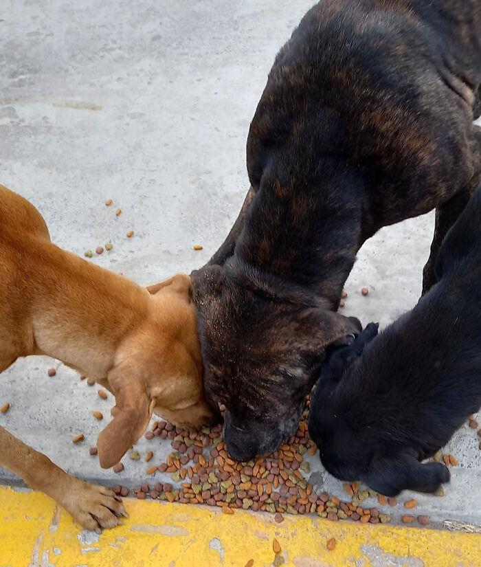 Man Rescued A Dog That Bit Him And His Story Went Viral Man Rescued A Dog That Bit Him And His Story Went Viral