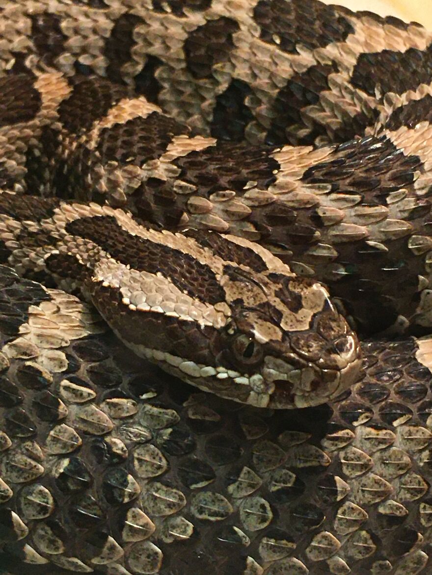 Yet Again I Am Posting This