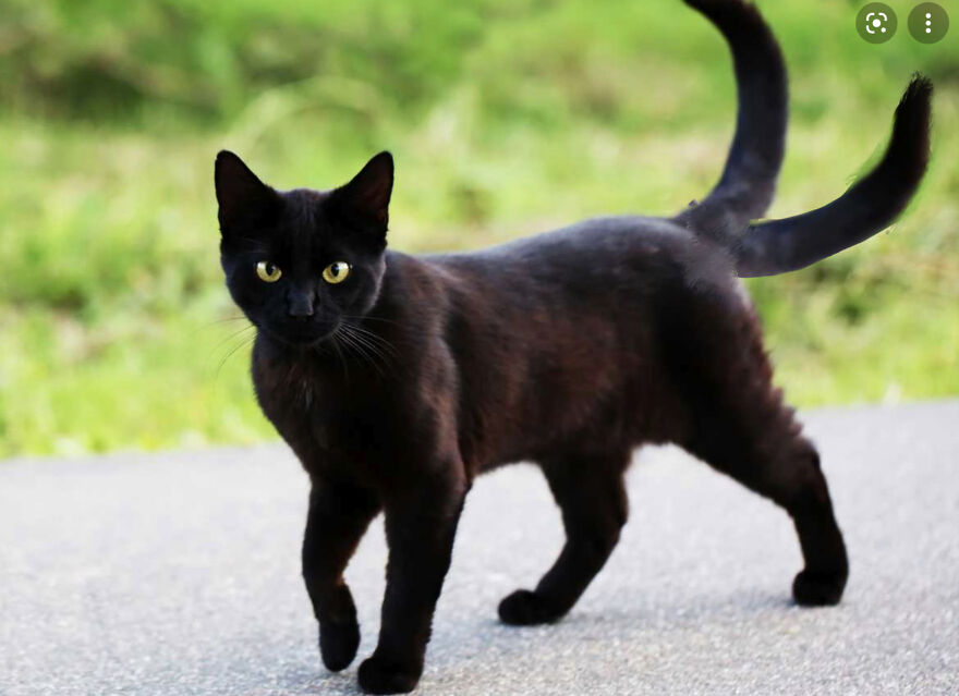 40 Low-Effort Photoshop Mythical Creatures