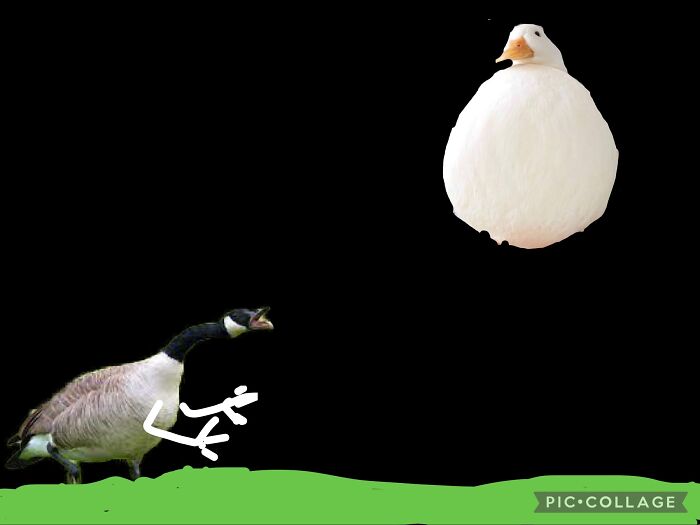 The Were-Goose Only Comes Out Every Borb Moon.