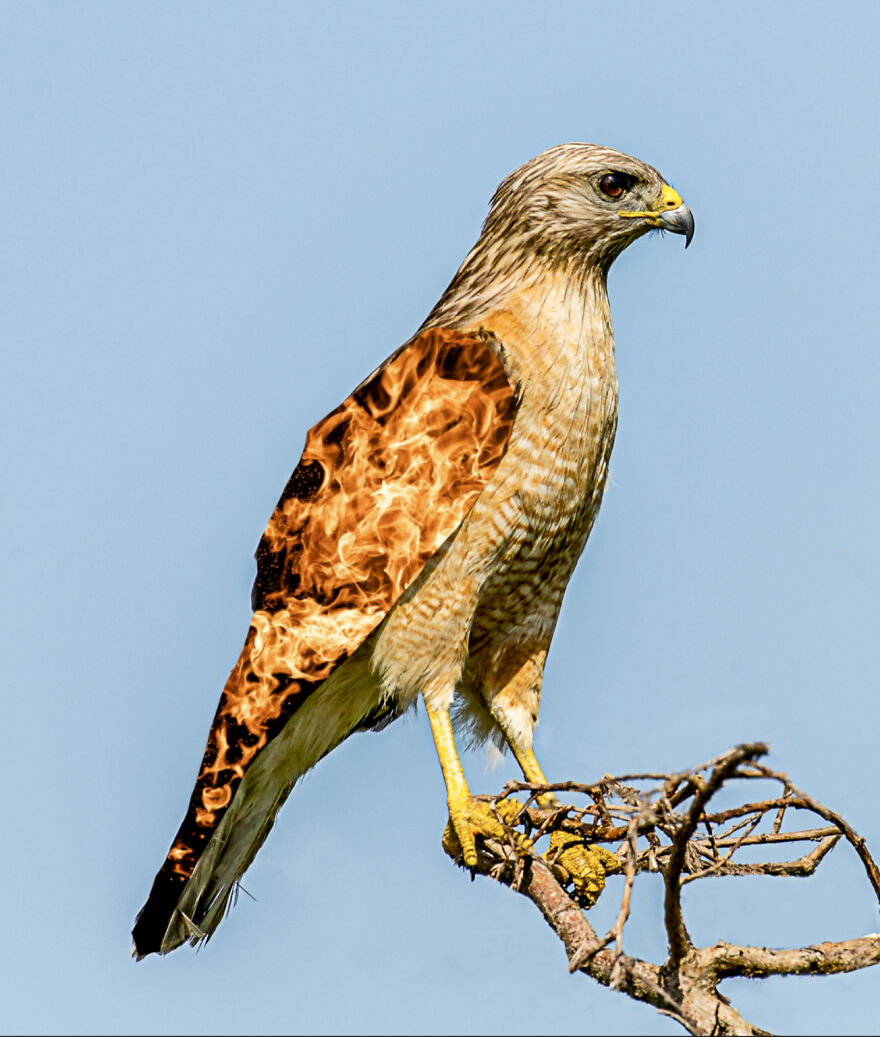 40 Low-Effort Photoshop Mythical Creatures