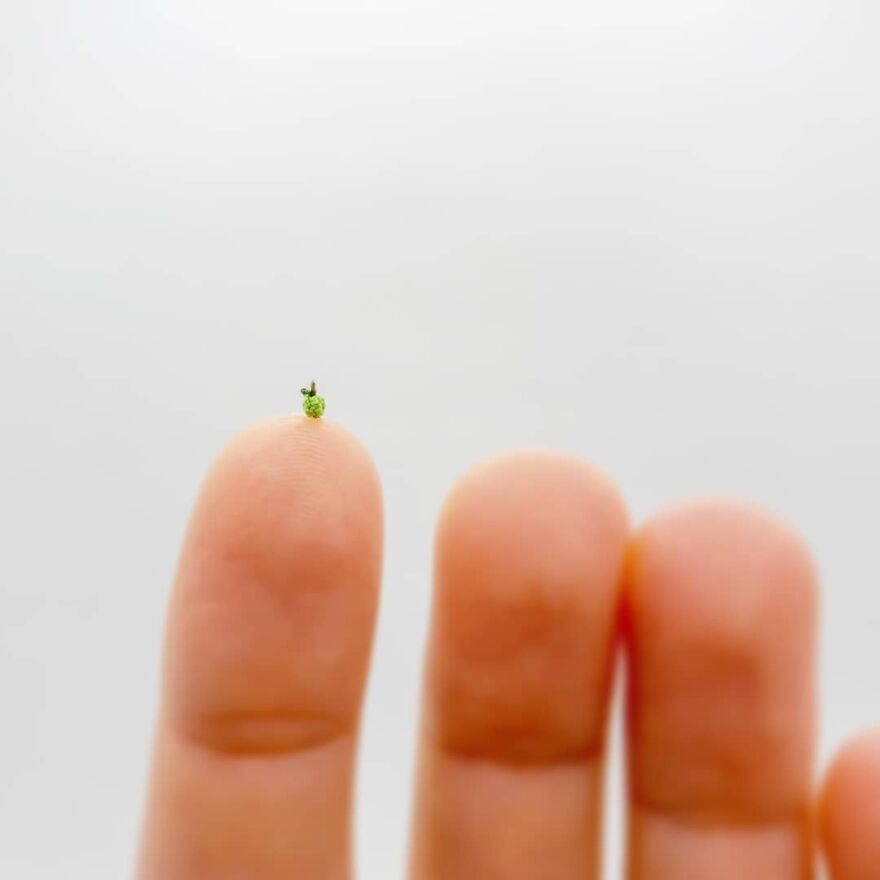 This Artist Started Micro Crocheting As An Experiment, And Now She Creates  Tiny Animals And Plants Using Needle And Thread (70 Pics)