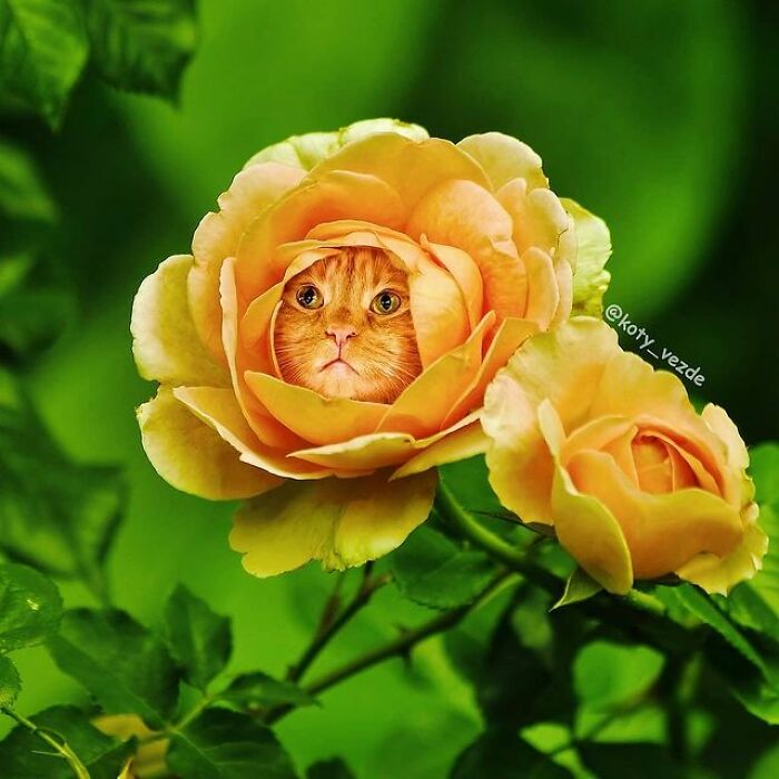 Artist Makes Montages With Cat Faces On Anything And The Result Is Impressive (New Pics)