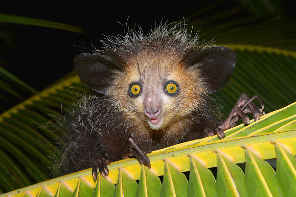 Aye-Aye-weird-hands-aye-aye-1-615f41fc7c35b.jpg