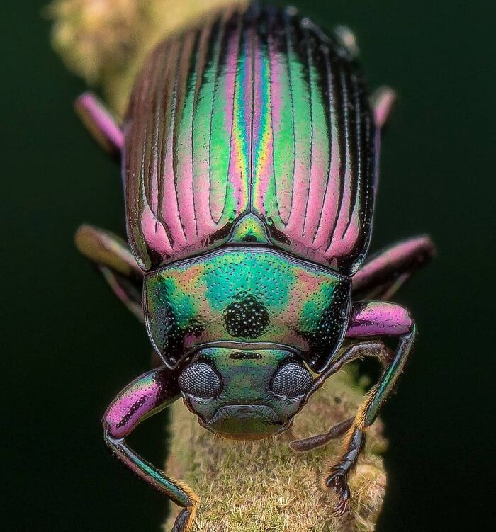 Good Morning Metallic Color Beetle