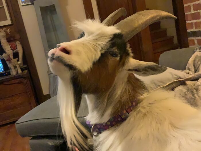 A New Kind Of Animal Rescue: Check Out These Cute Goats And Sheep A New Kind Of Animal Rescue: Check Out These Cute Goats And Sheep