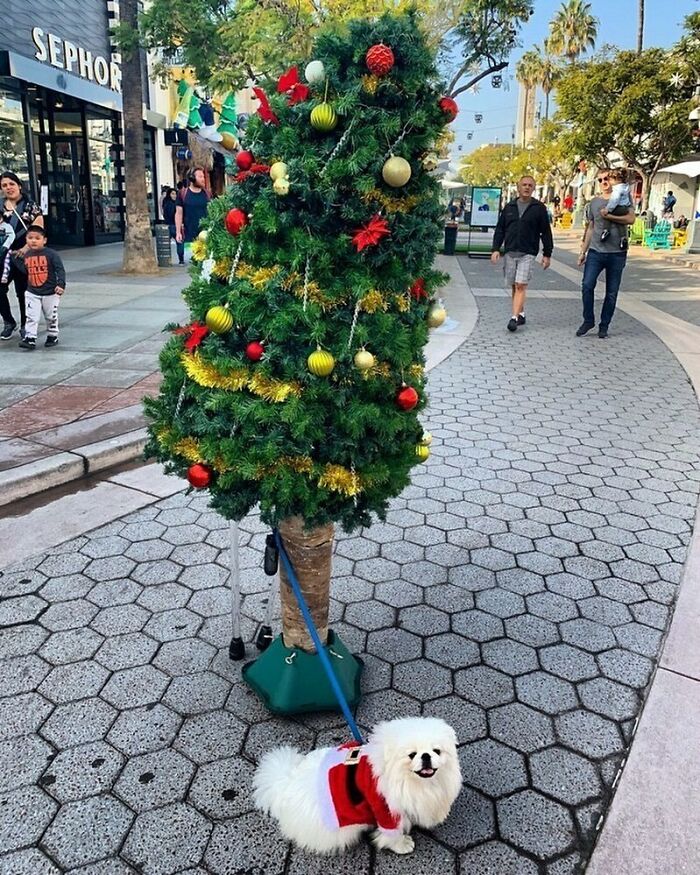 That's Not Really A Tree. It's A Man Dressed As A Tree. And Get This: That's Not Really Santa! It's A Dog Dressed As Santa