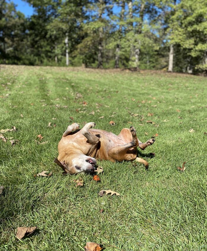 This Is Ellie Mae, Enjoying Rolling Around In The Grass.