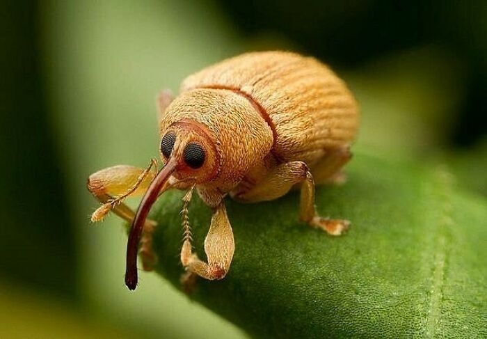 The Nut Weevil