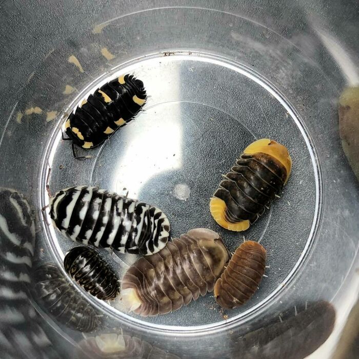Various Isopods
