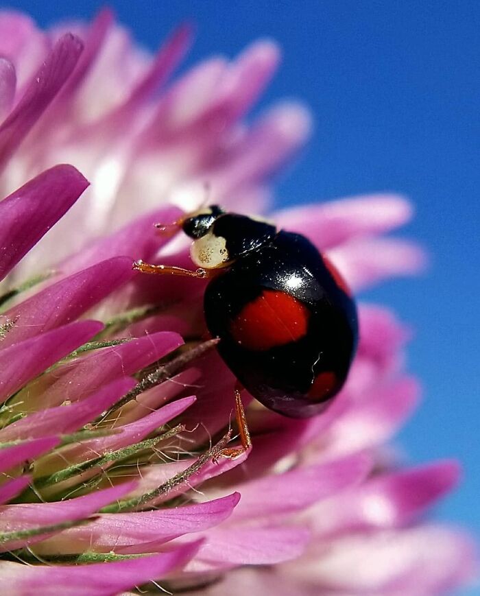 This Ladybug Is Rarer To Be Found