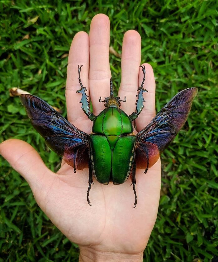 Mecynorrhina Torquata, One Of The Largest Flower Beetles In The World