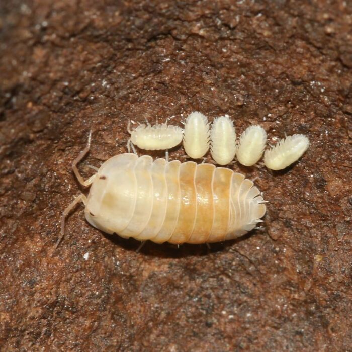 Cave Ghost Isopod Female With Fresh Born Babies