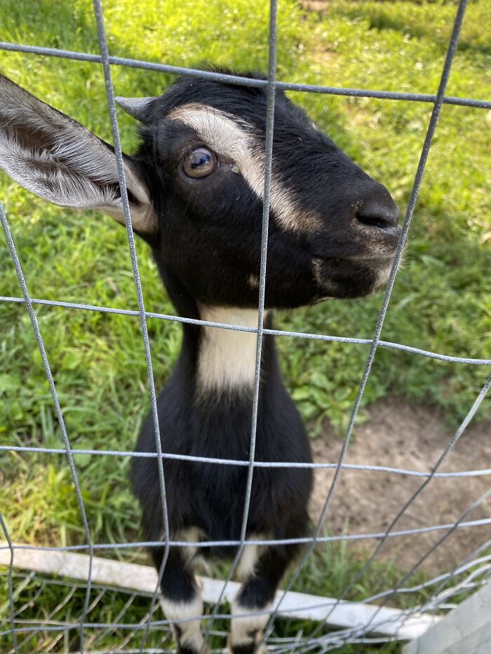 A New Kind Of Animal Rescue: Check Out These Cute Goats And Sheep A New Kind Of Animal Rescue: Check Out These Cute Goats And Sheep