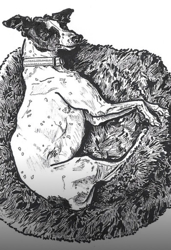 Gracie The Greyhound - Pen Sketch :)