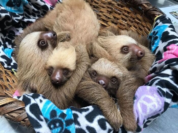 Orphan Baby Sloths Cling Together