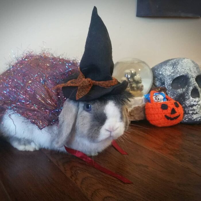 Happy Halloween From Blue Tulip Holland Lops