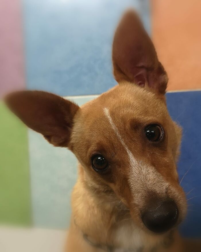 Chicca, The Sweetest Dog!