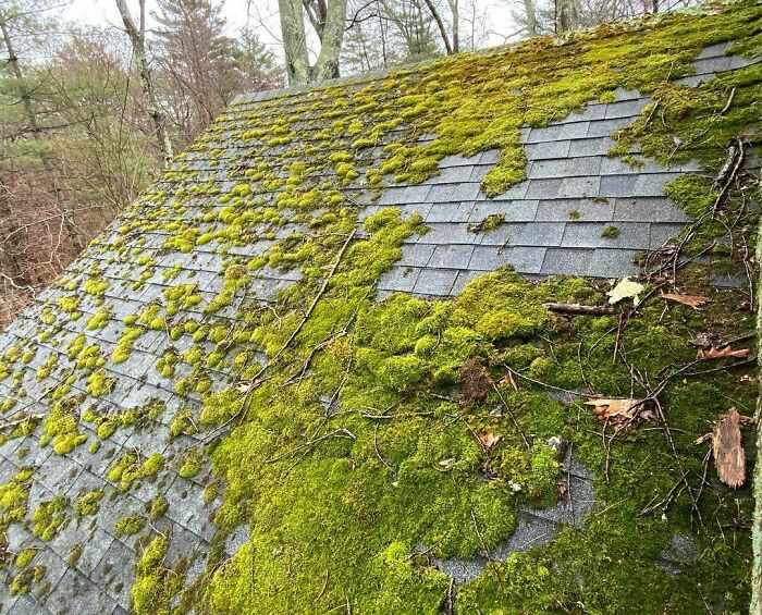 The Grass Is Greener On The Other Roof!