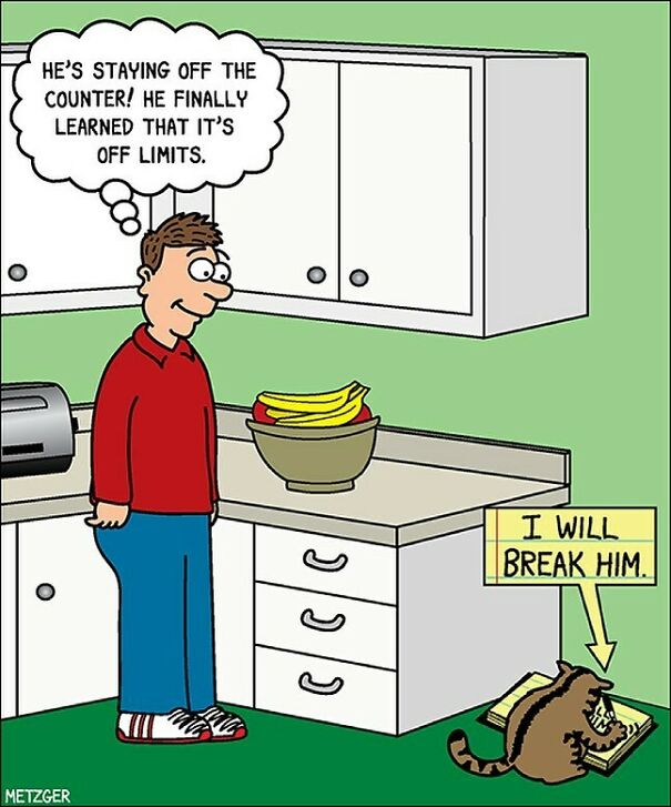 He Will Wear...him...down. #cats #cat #catsofinstagram #pets
patreon.com/Scottmetzgercartoons