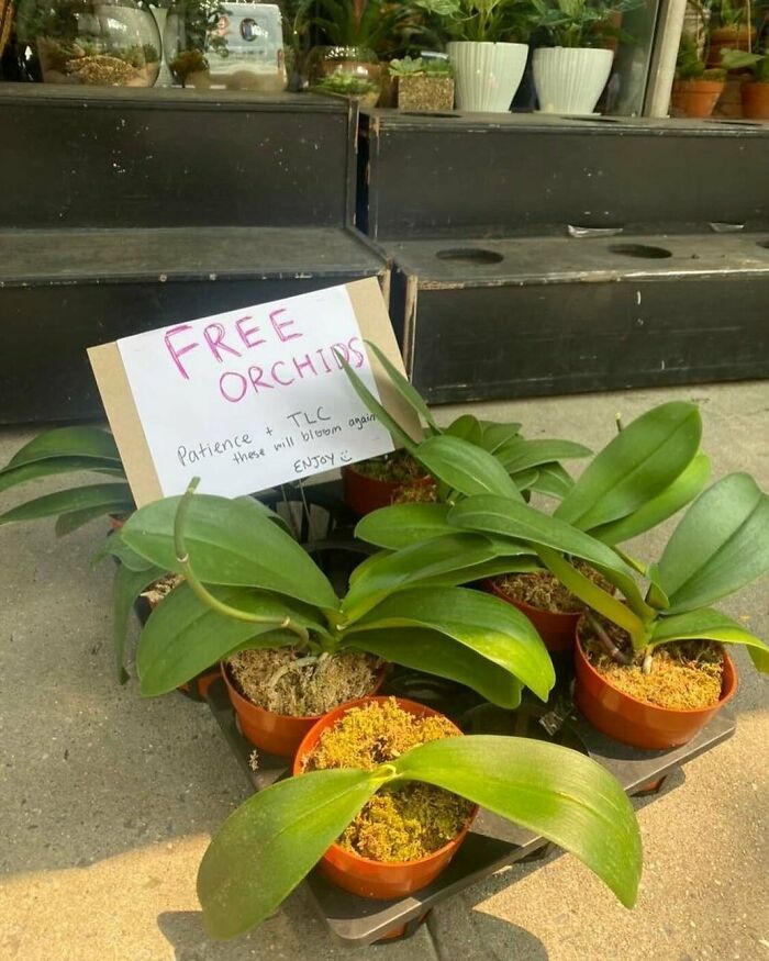 Free Orchids!!!! 