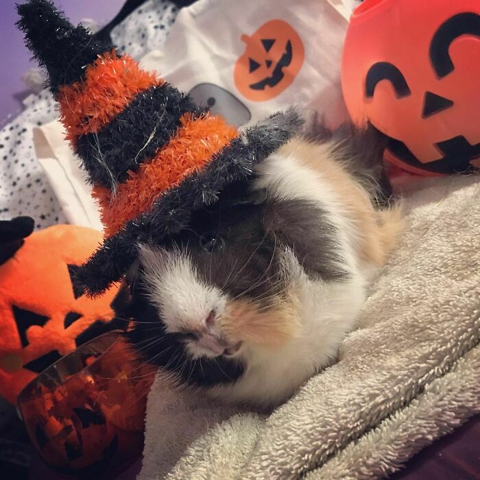 My Small Floofs Getting In The Spooky Spirit