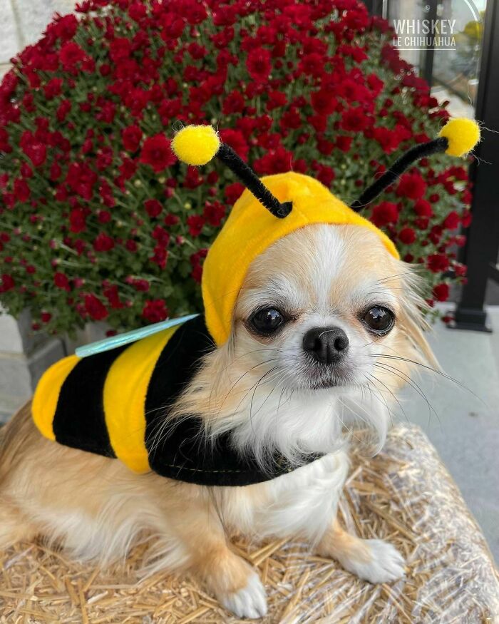 Everything Will Bee Ok