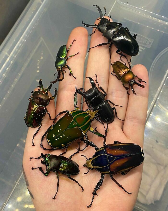Various Beetles From All Over The World