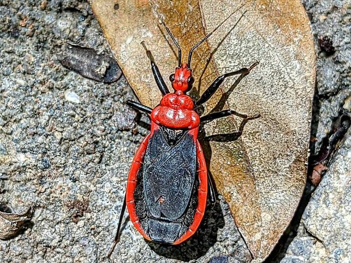 Giant Scarlet Assassin Bug