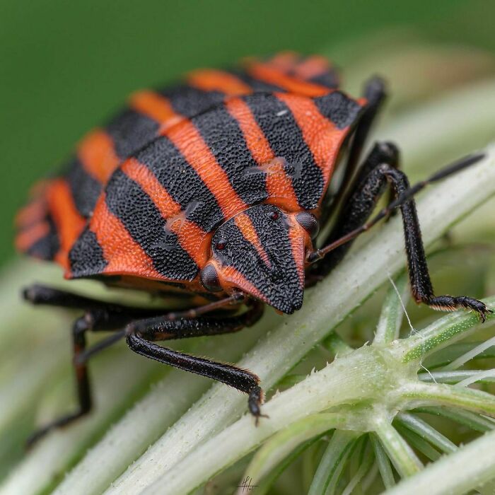 Striped Bug, Is A Super Common Shield Bug Here In Italy
