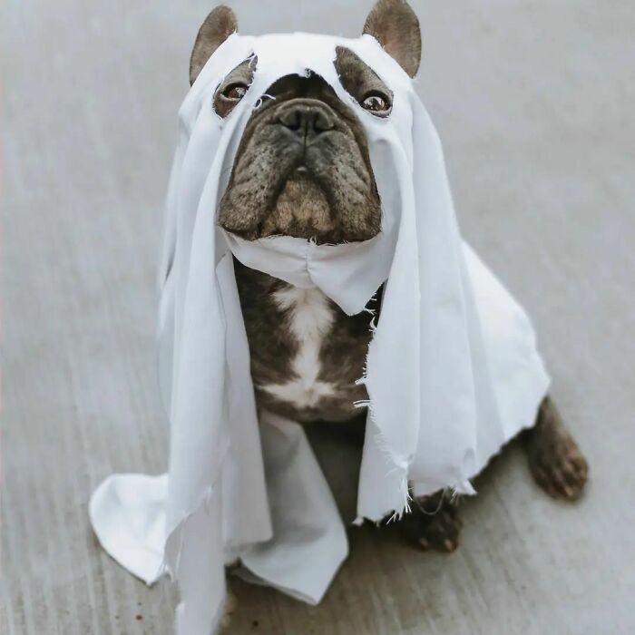 Are You One Of Those Pet Parents Who Can't Resist An Opportunity To Dress Your Dog Up? Halloween Is, Of Course, The Pawfect Opportunity For Some Fancy Dress Fun