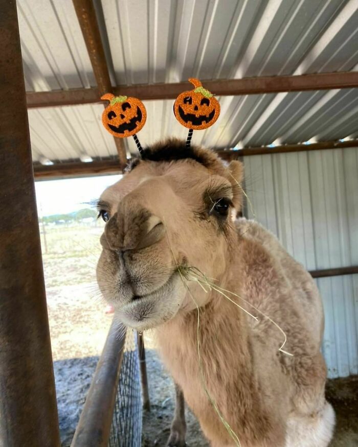 Someone Is Ready For The Halloween Round-Up