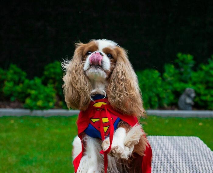 My Superpower Is Making Treats Disappear, What About You?
