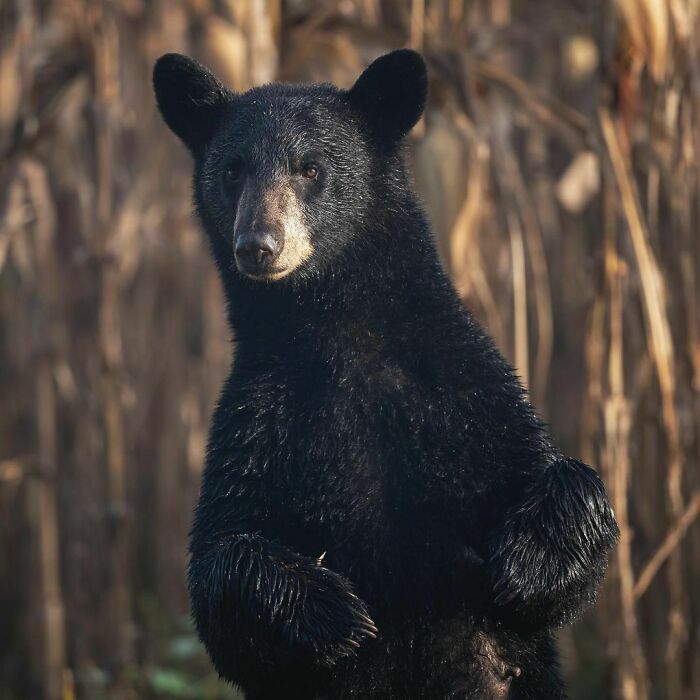 A Black Bear Sow Stands Up For A Better View Before Heading Into The Woods