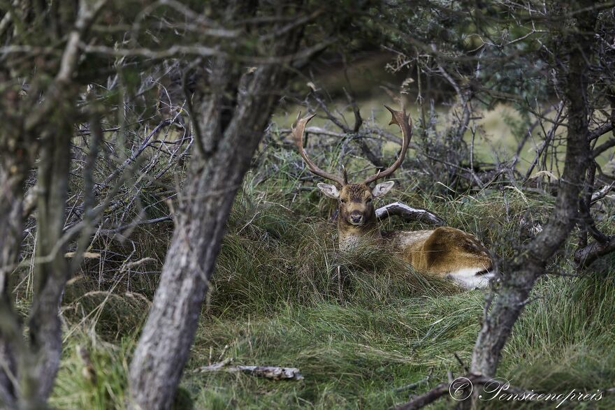 Laying Male Deer