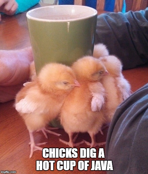 Chicks_dig_java-6174dc64043f3.jpg