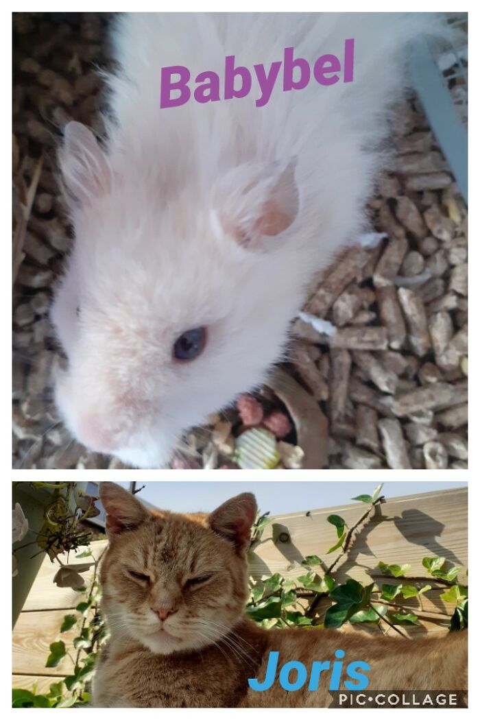 My Other Pets :) (I Also Have A 15 Year Old Goldfish But I Don't Have Any Great Pics Of Him)