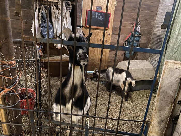A New Kind Of Animal Rescue: Check Out These Cute Goats And Sheep A New Kind Of Animal Rescue: Check Out These Cute Goats And Sheep