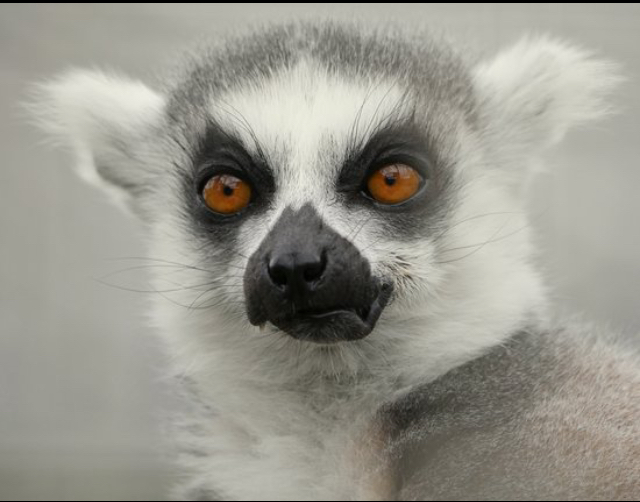 Photoshop Tho Adorable Ring Tailed Lemur!!!